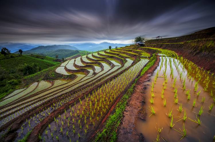 Unseen Rice Field de Tetra