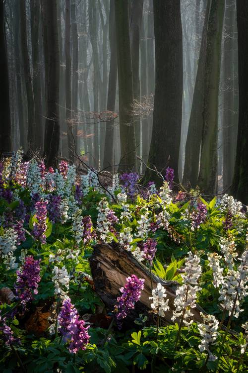 The flower forest de Tham Do
