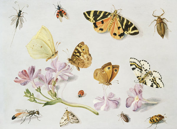Butterflies, moths and other insects with a sprig of periwinkle de the Elder Kessel