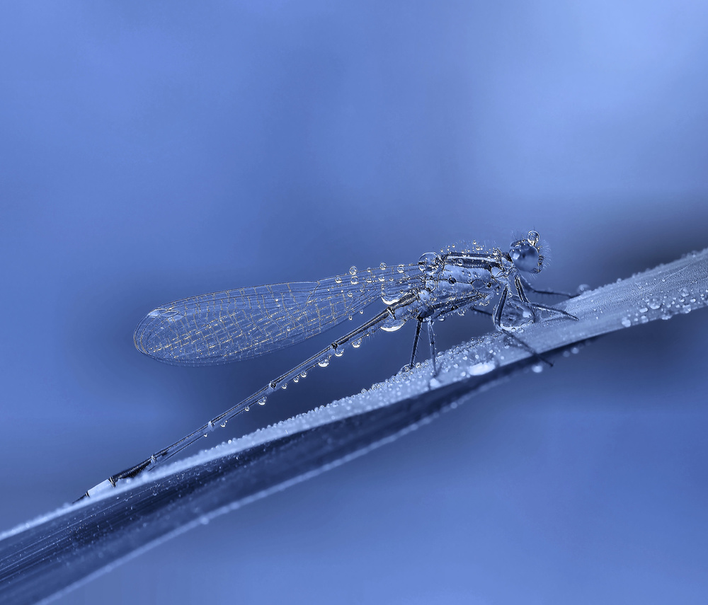 A rainy day... de Thierry Dufour