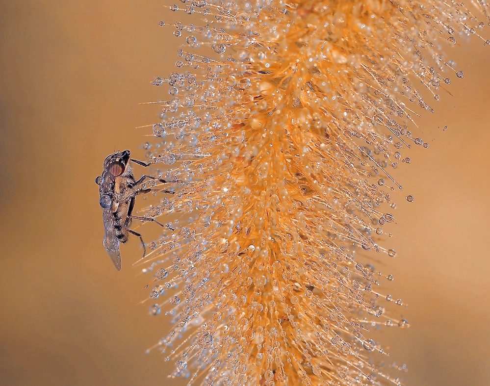 In the waterfall... de Thierry Dufour