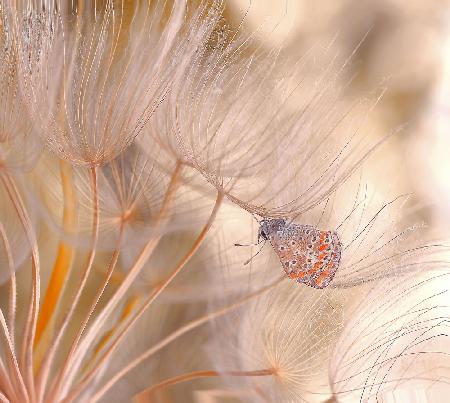 In the wind of spring...