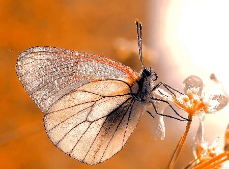 Butterfly in autumn colors...