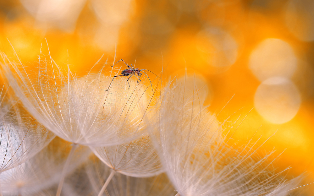 Fragility and lightness... de Thierry Dufour