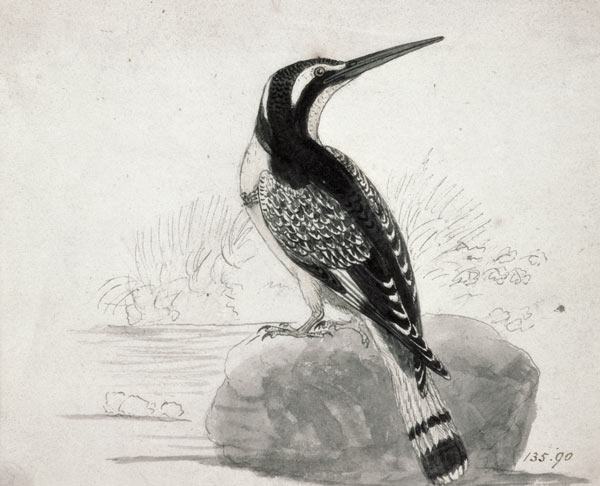 Black and White Kingfisher de Thomas Bewick