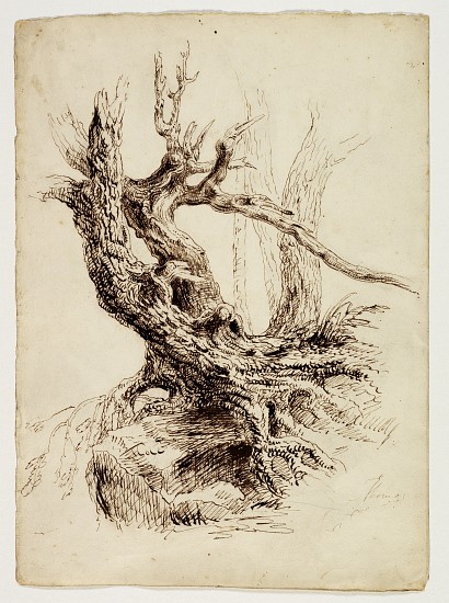 Gnarled Tree Trunk de Thomas Cole