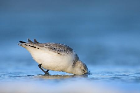 Sanderling