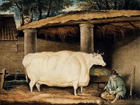 A Short Horned Heifer, engraved by William Ward, Dartington, 1811 (colour engraving)