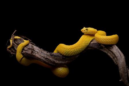 Bothriechis schlegelii - Eyelash Viper