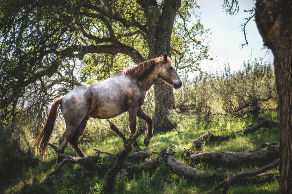Hillside Horse de Tim Mossholder
