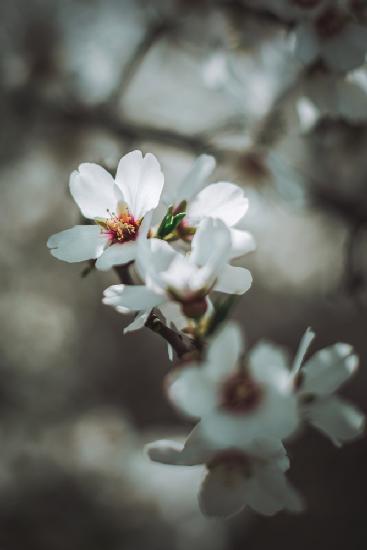 Almond Blossoms