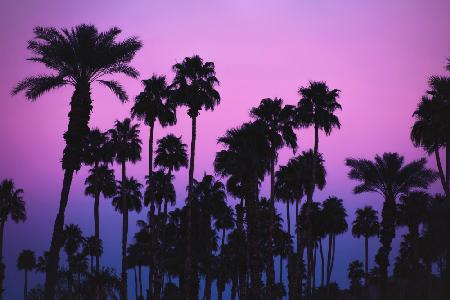 Palms with Pink Sky