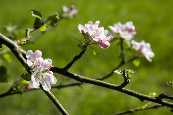 Apfelblüten im Frühling de Tobias Ott