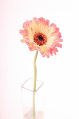 Gerbera