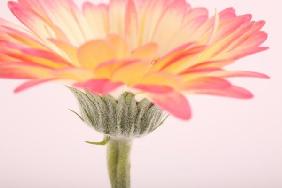 Gerbera