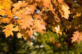 Eichenbaum mit bunten Blättern im Herbst