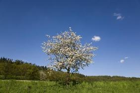 blühender Obstbaum