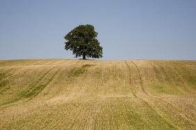 Eichenbaum im Feld