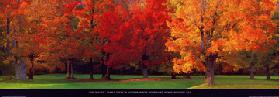 Maple Trees in Autumn