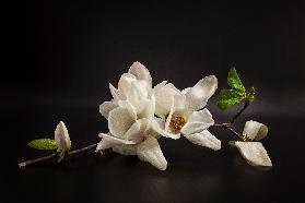 Magnolia