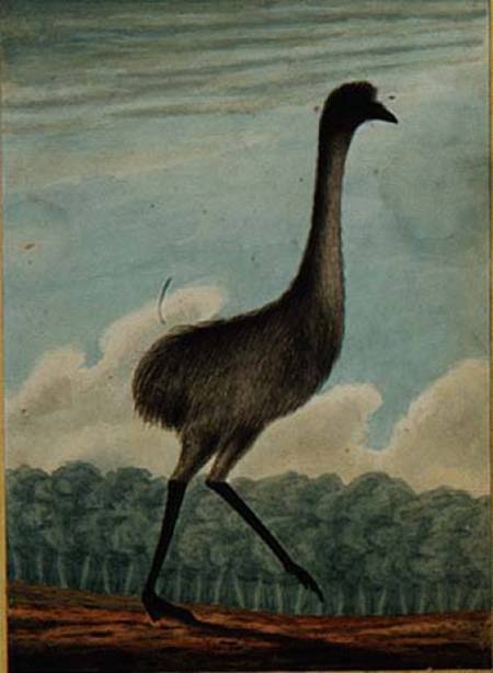 The Emue (sic) de T.R. Browne