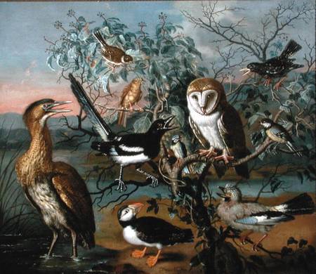 A Concert of Birds: a Puffin, Jay, Great Tit, Blue Tit, Bittern, Starling, Magpie, Yellowhammer, Red de Trajan Hughes