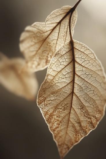 Leaf Macro