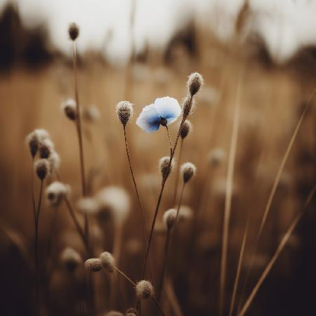 Blue Corn Flowers No 6