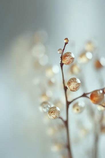 Glassy Berries