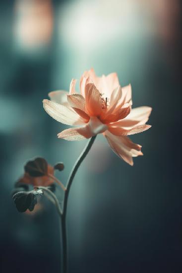 Coral Flowers At Night