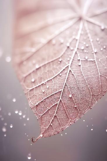 Rosy Leaf