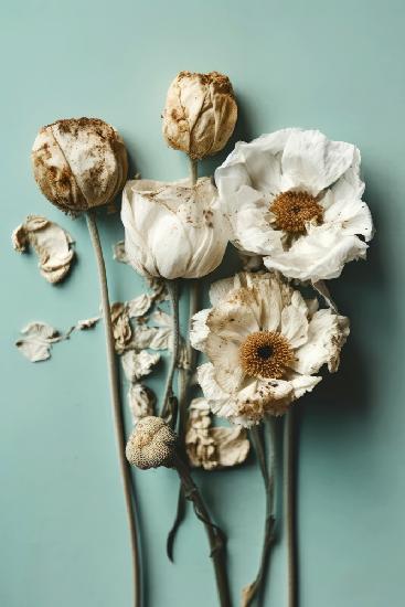 Dry Flowers on Turquoise Background