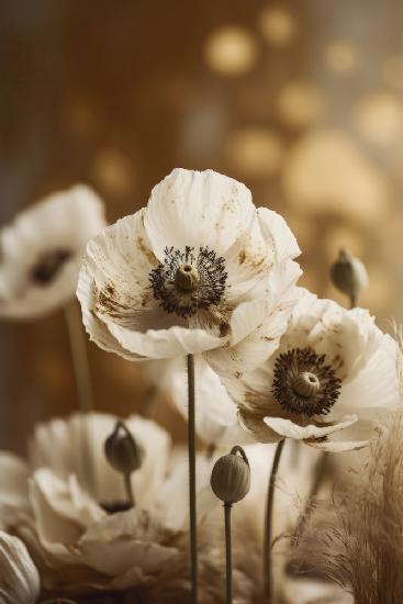 White Poppy