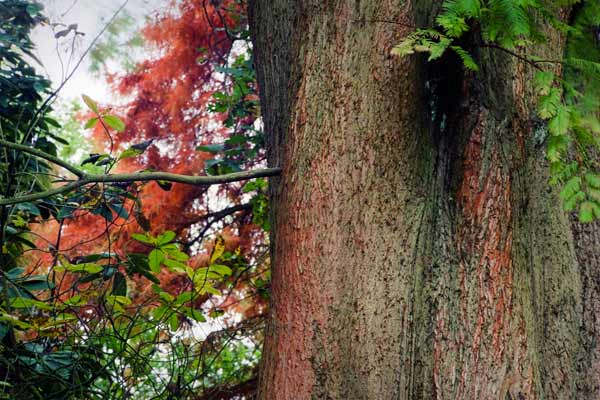 Autumn Leaves de Trevor Aston