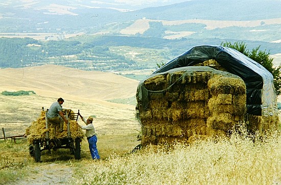 Haymaking at Volterra, Tuscany, Italy, 1999 (photo)  de Trevor  Neal