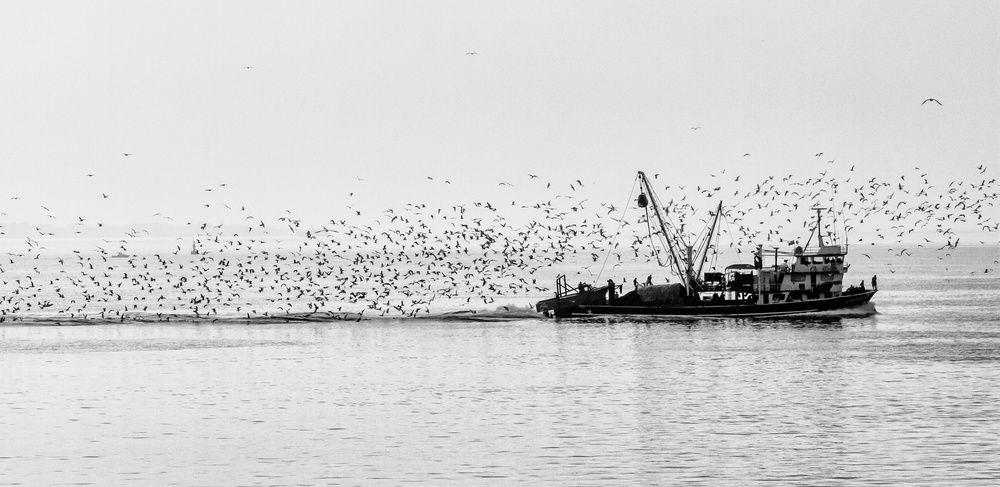 Seagulls de Ugur Erkmen