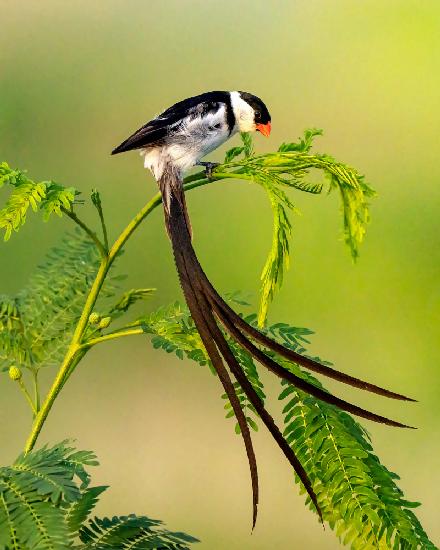 Pin-Tailed Whydah