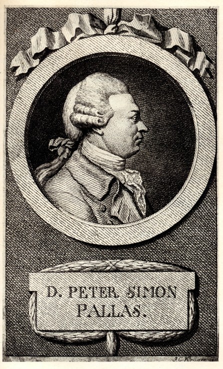 Portrait of the zoologist and botanist Peter Simon Pallas (1741-1811) de Unbekannter Künstler