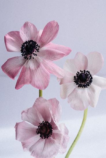 Lovely Anemones