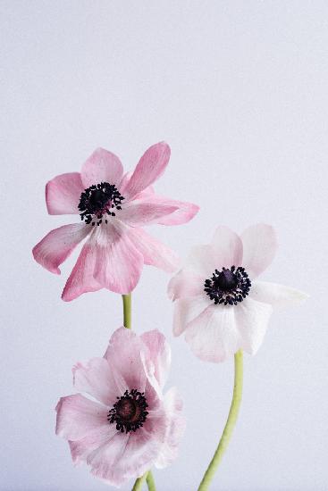 Dancing Anemones