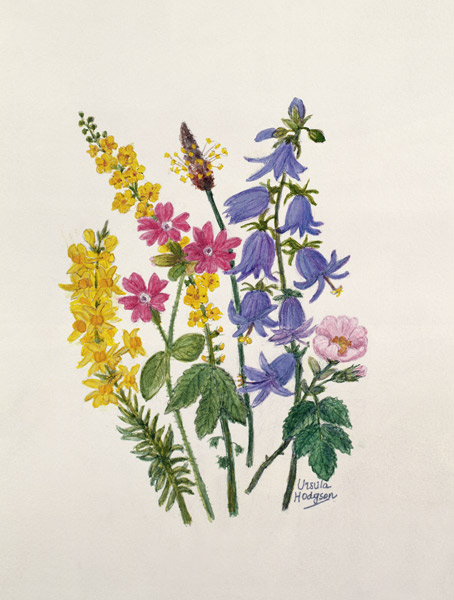 Bluebells, Broom, Herb Robert and other wild flowers (w/c on paper)  de Ursula  Hodgson