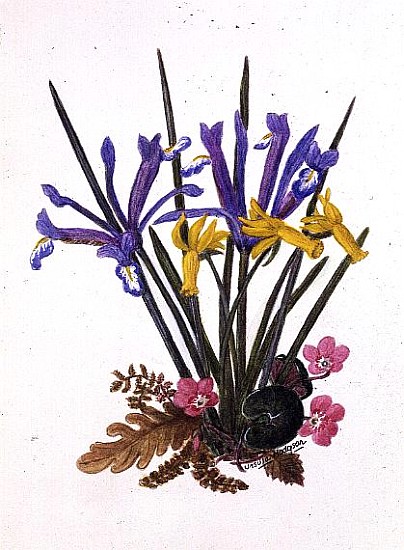 Iris reticulata, Cyclamen and Narcissus cyclamineus (w/c on paper)  de Ursula  Hodgson