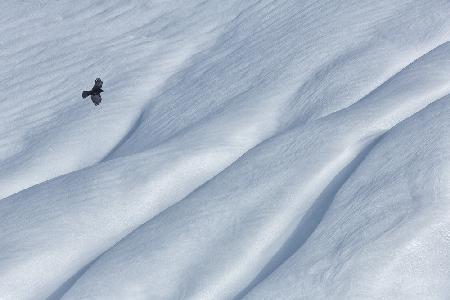 mountain jackdaw