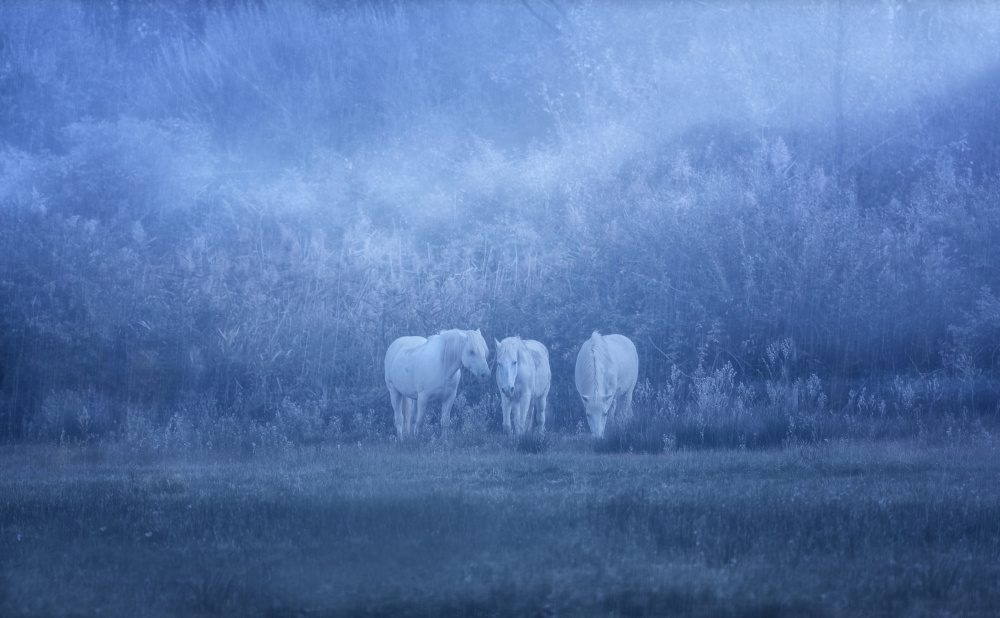 white horses de Uschi Hermann