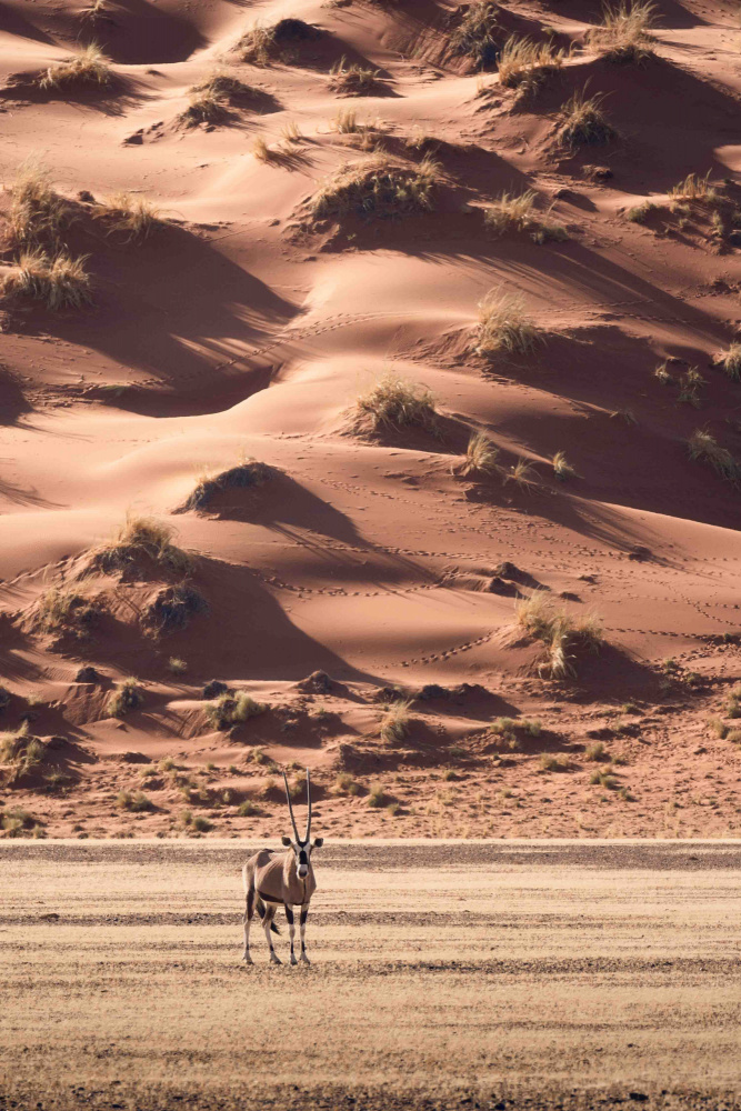 A sunset walk in the desert de Valentina Landucci