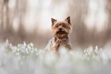 Snowdrop Prince