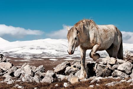 White horse