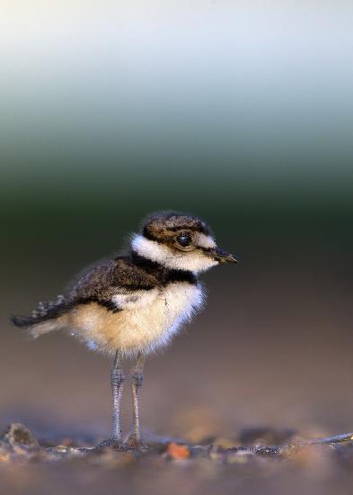 Killdeer chick, Charadrius vociferus