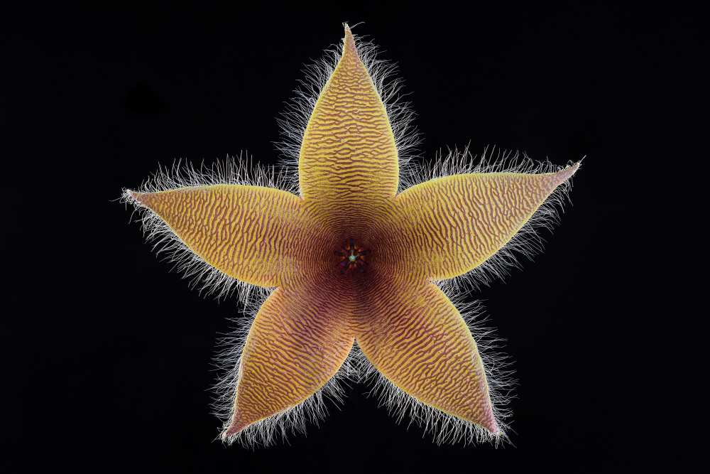 Stapelia grandiflora de Victor Mozqueda