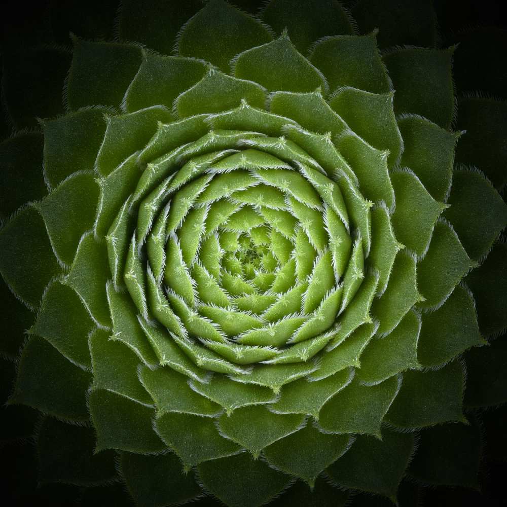 Succulent de Victor Mozqueda